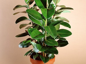 Piante da Ufficio